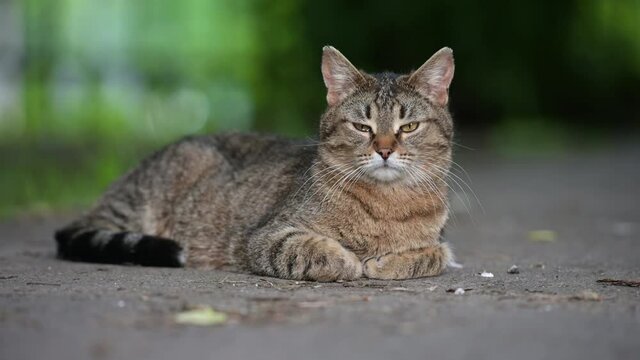 Street cat sitting outdoor with one eye watering