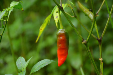 the red ripe chilly with leaves and plant in the garden.