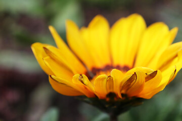 Gazania yellow flower in the garden