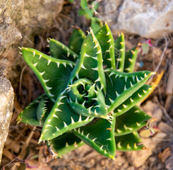 Cactus de pequeño tamaño que se protege de los devoradores con afiladas púas.