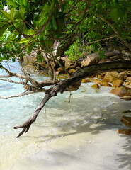 The sandy beach and the blue sea have beautiful trees, leaves, branches and rocks on the beach.