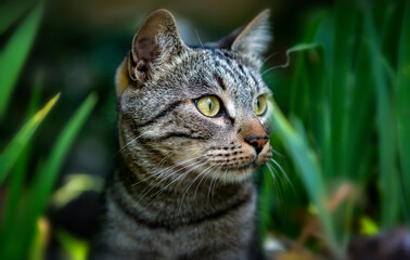 The European shorthair, also called the European or Celtic shorthair, is a breed originating in Europe, an elaborate way of referring to common European cats