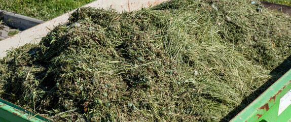 Container mit Grünschnitt im Park