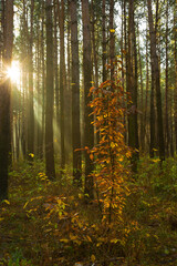 Sun rays breaking through trees in a pine forest. Autumn. Dawn.