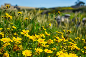 Obraz premium Yellow flowers in field