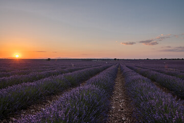 Fototapeta na wymiar lavender fields of brihuega, Spain