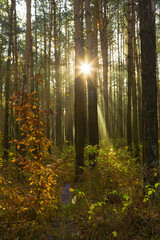 Sun rays breaking through trees in a pine forest. Autumn. Dawn.