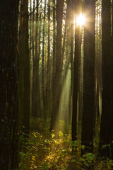 Sun rays breaking through trees in a pine forest. Autumn. Dawn.
