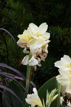 White and yellow Canna Lily