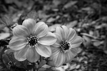 Flower in Black and White