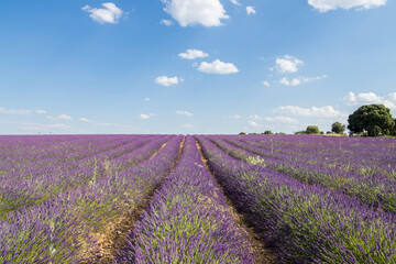 Fototapeta na wymiar ciolorful fields of lavender in brihuega, spain