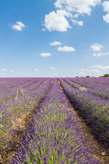 Naklejka na ściany i meble ciolorful fields of lavender in brihuega, spain