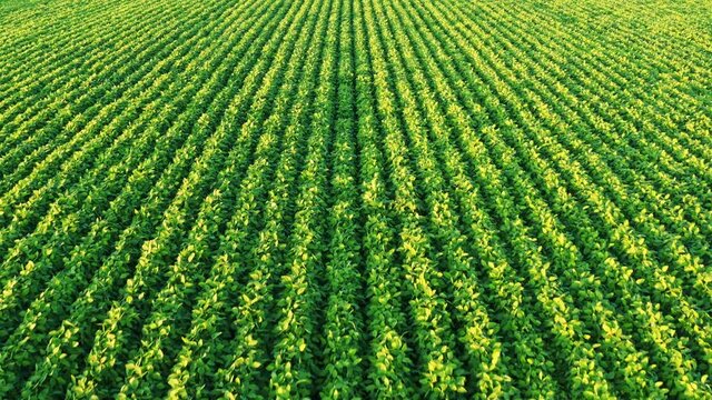Fly over crops of soy bean plants. Agriculture field in Austria