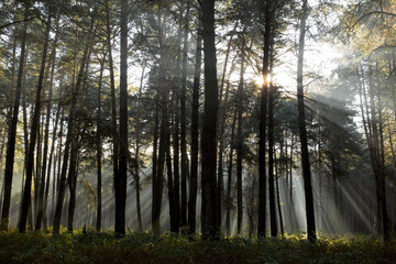 Fototapeta na wymiar Sun rays breaking through trees in a pine forest. Autumn. Dawn.