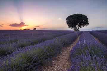 ciolorful fields of lavender in brihuega, spain