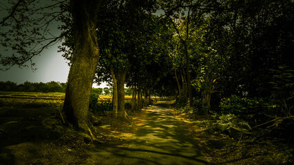 morning in the woods