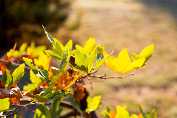 Colorful bright background of autumn leaves, as background for your art project. Selective focus