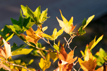 Colorful bright background of autumn leaves, as background for your art project. Selective focus