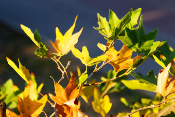 Colorful bright background of autumn leaves, as background for your art project. Selective focus