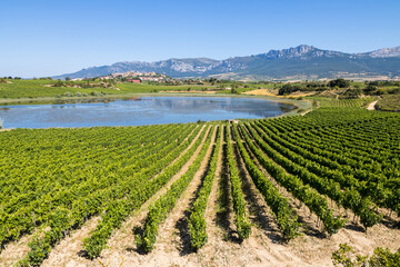 Fototapeta na wymiar aerial view of vineyard fields in la rioja, Spain