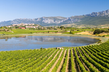 vineyard landscape of la rioja, spain