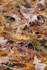 Beautiful red roses in the garden on blurred background. Selective soft focus. As floral background for your art project