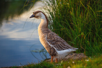 domestic geese and ducks walk along the river Bank, eat grass and swim on the water in the early summer morning