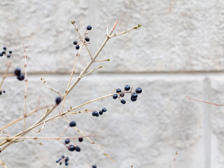 Wild black berries with branches without leaves. Abstract autumn background. Minimalism. Selective...