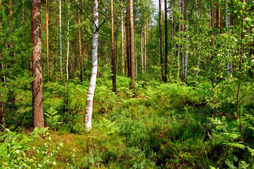 Obraz premium Meshchera, Meshchera national Park. Mixed forest. Vladimir region.
