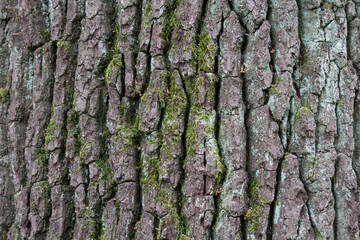 tree bark texture