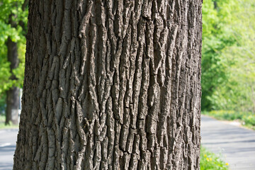 Obraz premium tree trunk in the park