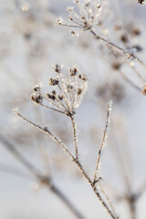 Ice-covered grass on a snow-covered field. Plants in frost, nature background. Winter landscape, scene