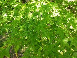 Obraz premium カエデ2