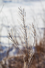 Ice-covered grass on a snow-covered field. Plants in frost, nature background. Winter landscape, scene