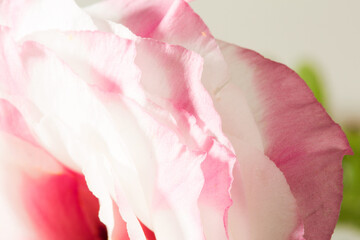 .Rose petals close-up, as background for your art project