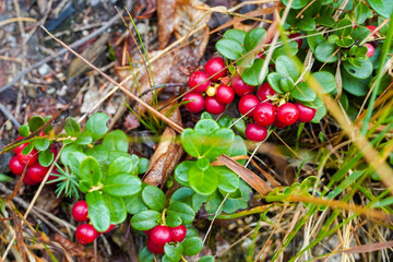 frische Preiselbeeren echte Preiselbeeren am Strauch im Wald 
