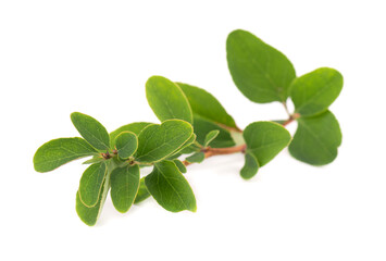 Green branch of barberry leaves, isolated on white background. Spring with leaves of barberry.