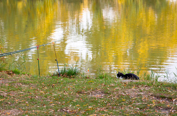 Black and white cat sitting on the lake shore near fishing rods. Cat waiting for fish catch