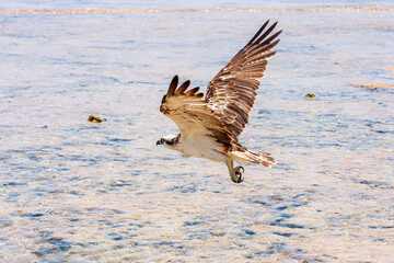 Pandion haliaetus - Osprey flies over the sea. The head and claws are visible. Wild photo.