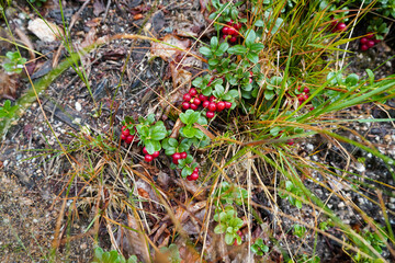 frische Preiselbeeren echte Preiselbeeren am Strauch im Wald 
