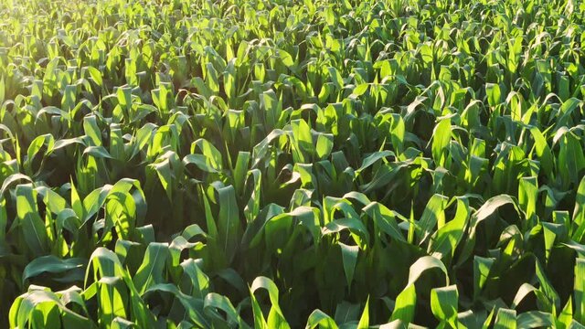Fly over crops of maize plants.. Agriculture field in Austria. Back lit sunset.