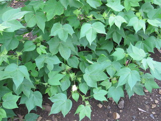 Green cotton field in India with flowers, Close-up of a ready for harvesting in a cotton field. Buds. Delicate white cotton flower fully blossom. Gossypium plant. Ripe cotton boll, kapas