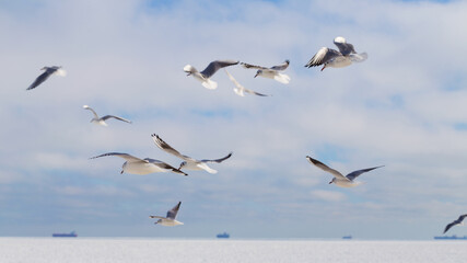 Obraz premium Flock of seagulls on ice on winter day on city beach. Winter seascape.