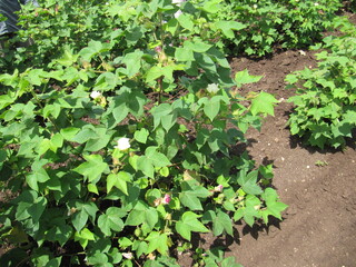 Green cotton field in India with flowers, Close-up of a ready for harvesting in a cotton field. Buds. Delicate white cotton flower fully blossom. Gossypium plant. Ripe cotton boll, kapas