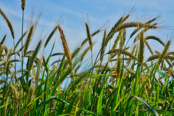 Obraz premium wheat field and blue sky