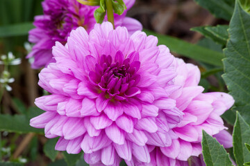 Purple flower in the garden