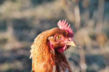 hen portrait with beautiful orange feathers