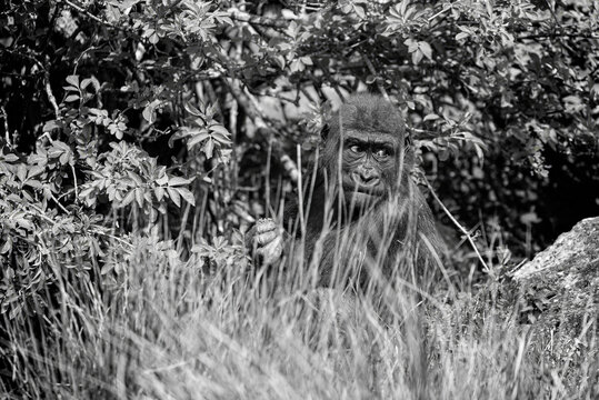 UK; Bristol - April 2019: Baby low land gorilla; foraging for food