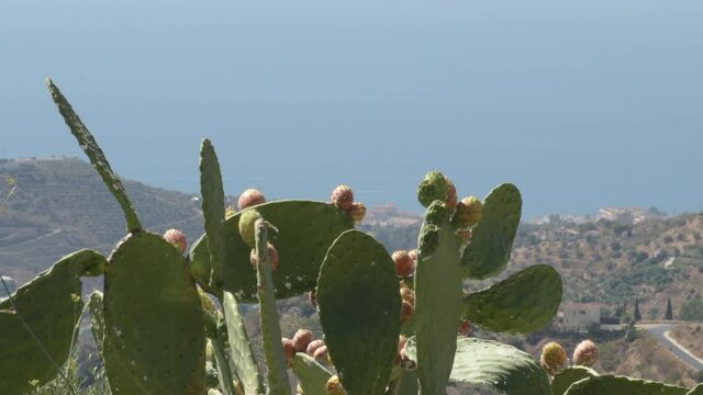 Cactus with fruits prickly pears, Opuntia ficus indica