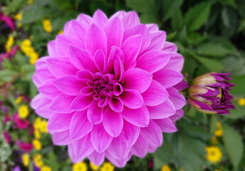 dahlia flower on the plant, beautiful bouquet for decoration from the garden
